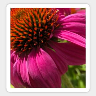 Fly with Pink Echinacea Sticker